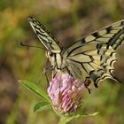 Schwalbenschwanz (Papilio machaon)