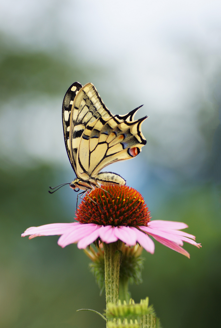 Schwalbenschwanz (Papilio machaon)