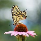 Schwalbenschwanz (Papilio machaon)