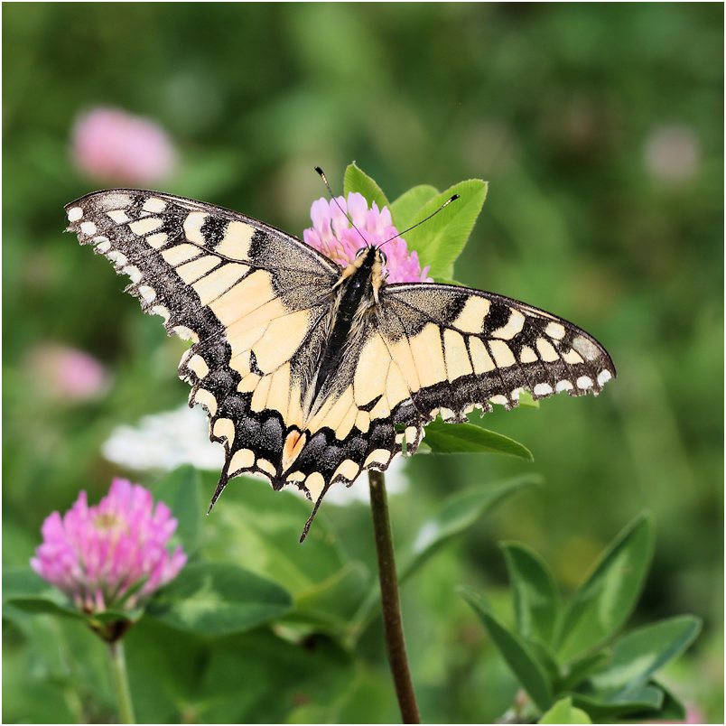 Schwalbenschwanz (Papilio machaon)