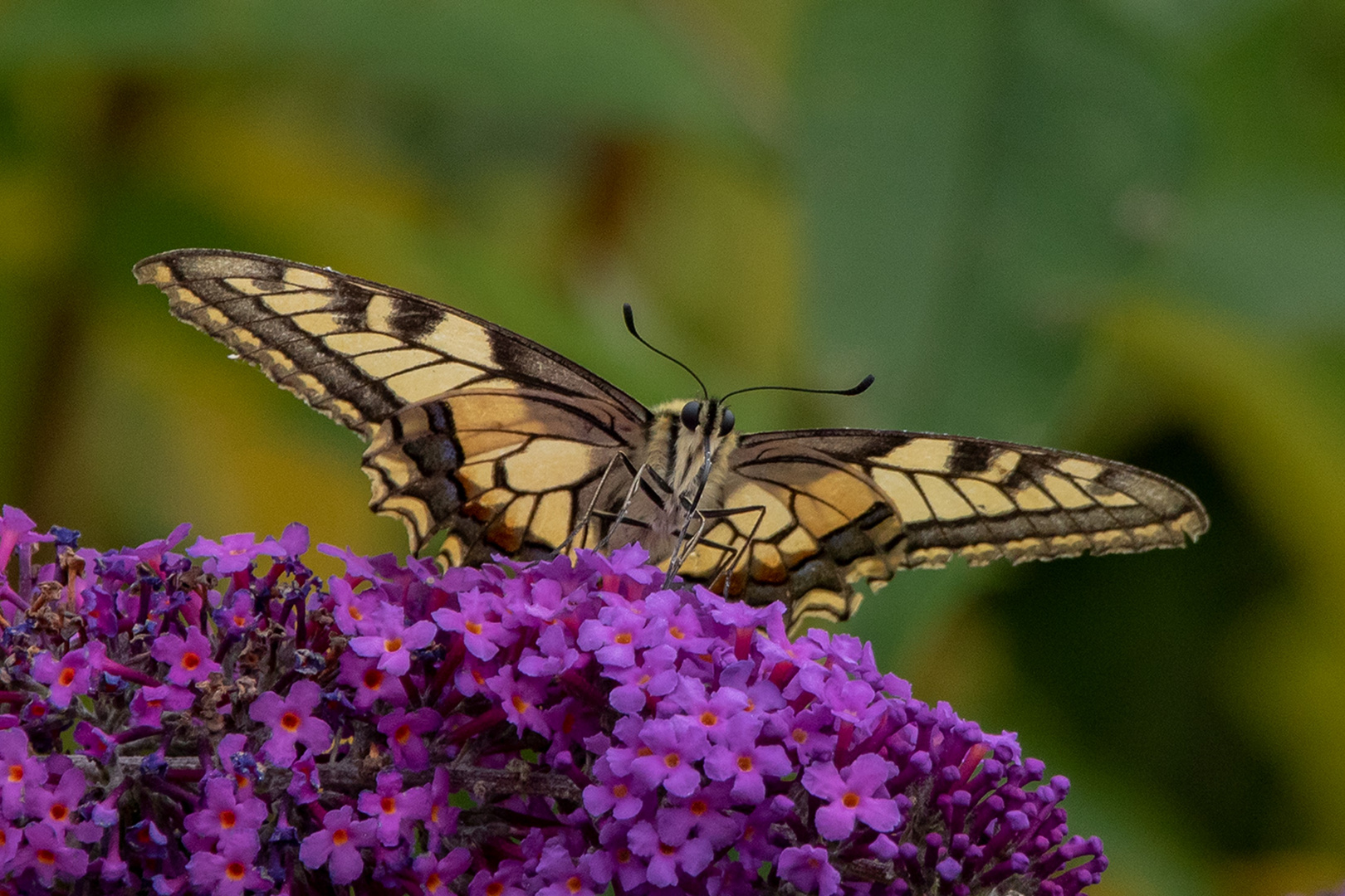 Schwalbenschwanz (Papilio machaon)