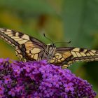 Schwalbenschwanz (Papilio machaon)