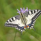 Schwalbenschwanz (Papilio machaon)