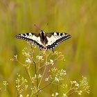 Schwalbenschwanz (Papilio machaon)