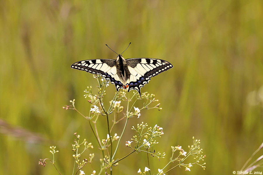 Schwalbenschwanz (Papilio machaon)