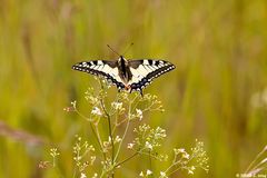 Schwalbenschwanz (Papilio machaon)