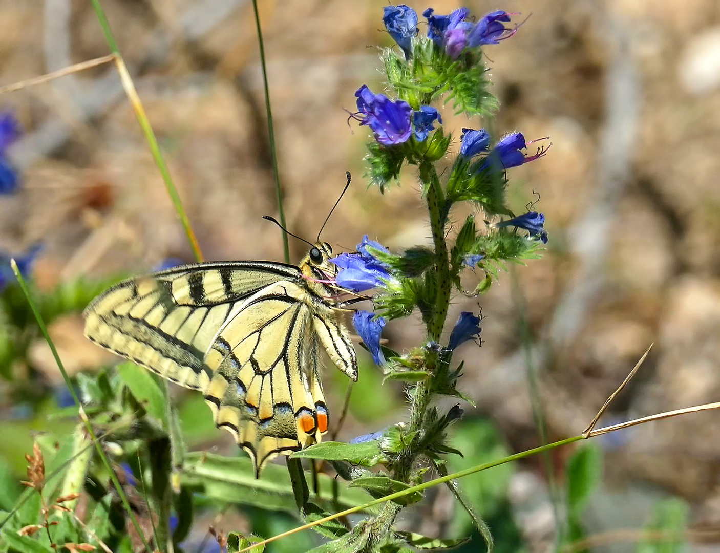  "Schwalbenschwanz (Papilio machaon)!"