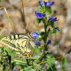  "Schwalbenschwanz (Papilio machaon)!"