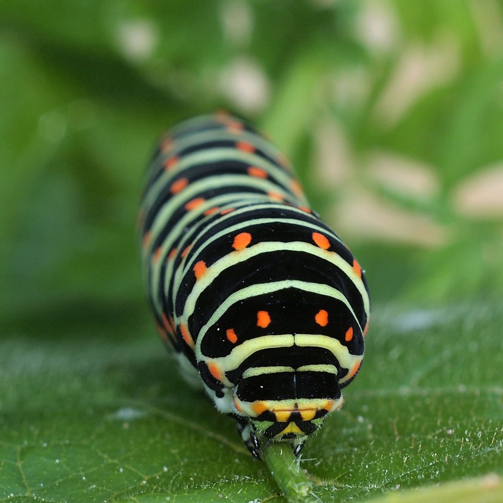 Schwalbenschwanz (Papilio machaon)