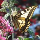 Schwalbenschwanz ( Papilio machaon)