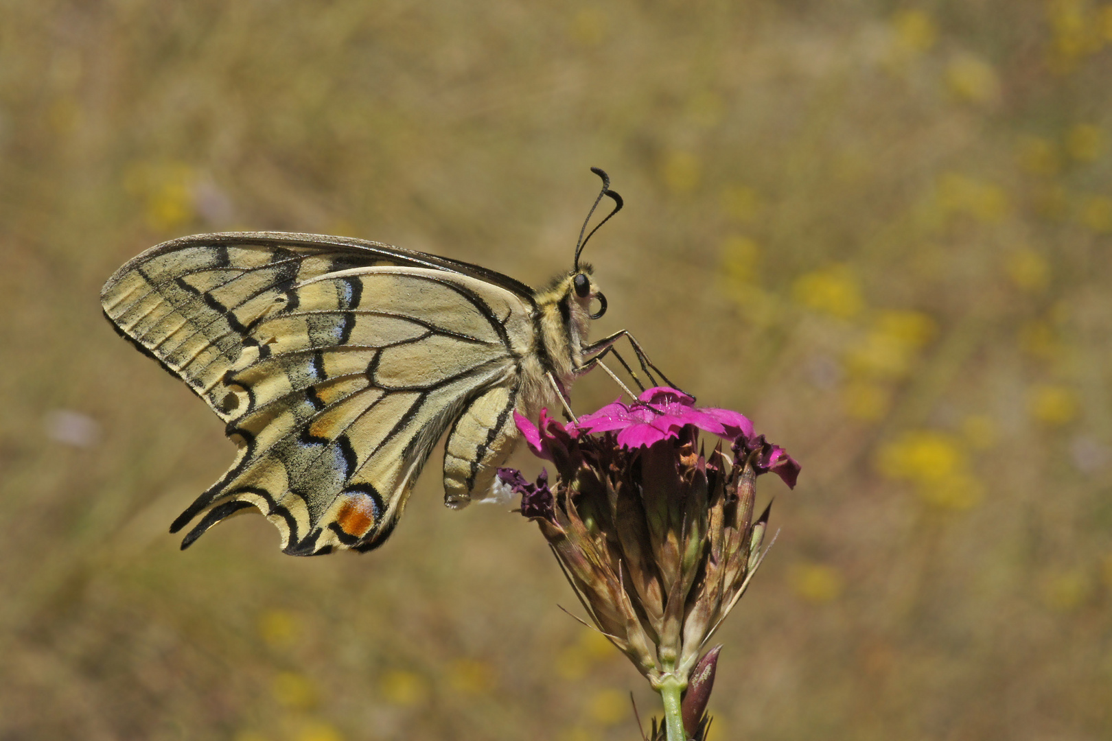 Schwalbenschwanz (Papilio machaon)