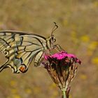 Schwalbenschwanz (Papilio machaon)