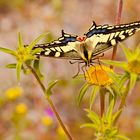 Schwalbenschwanz, Papilio machaon, frontal.