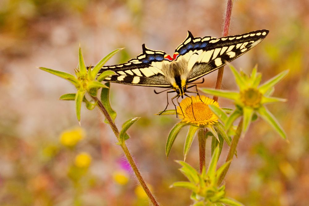 Schwalbenschwanz, Papilio machaon, frontal.