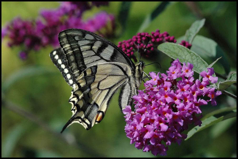 Schwalbenschwanz (Papilio machaon) II