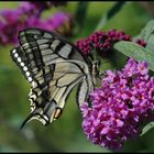 Schwalbenschwanz (Papilio machaon) II