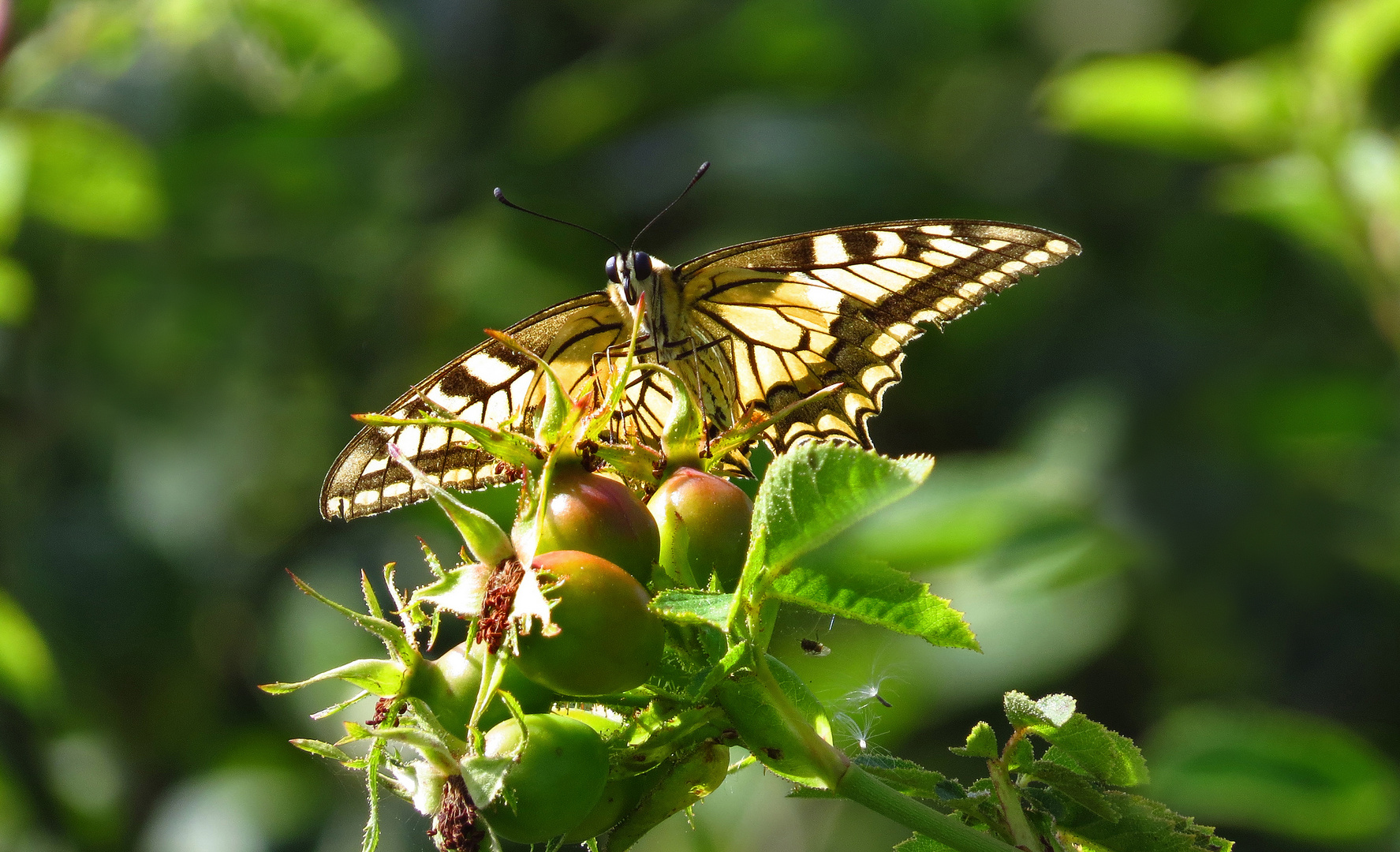 Schwalbenschwanz, Papilio machaon im Gegenlicht  