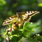 Schwalbenschwanz, Papilio machaon im Gegenlicht  