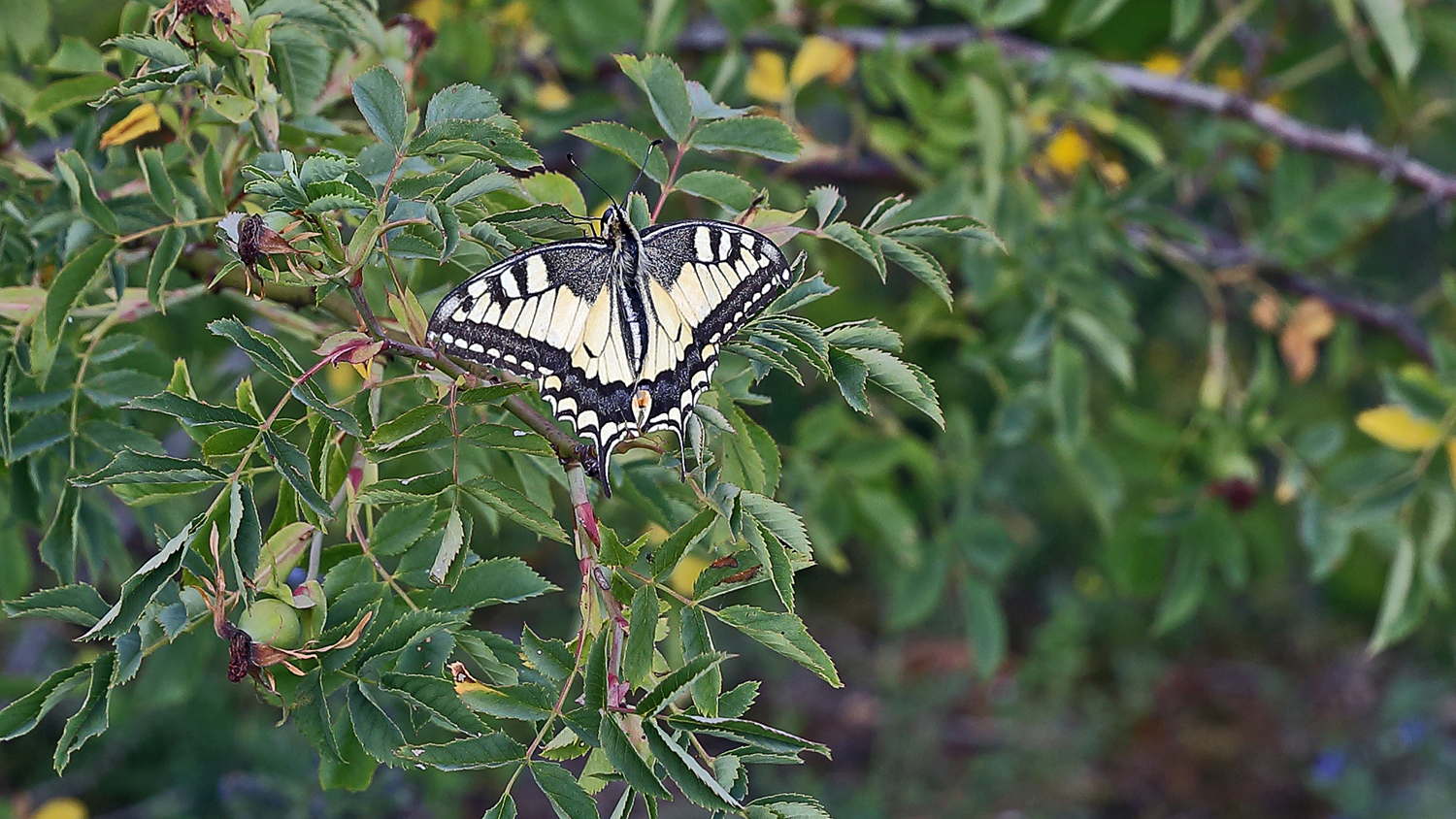 Schwalbenschwanz -Papilio machaon in einer Ruhepause...