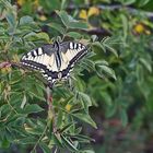 Schwalbenschwanz -Papilio machaon in einer Ruhepause...