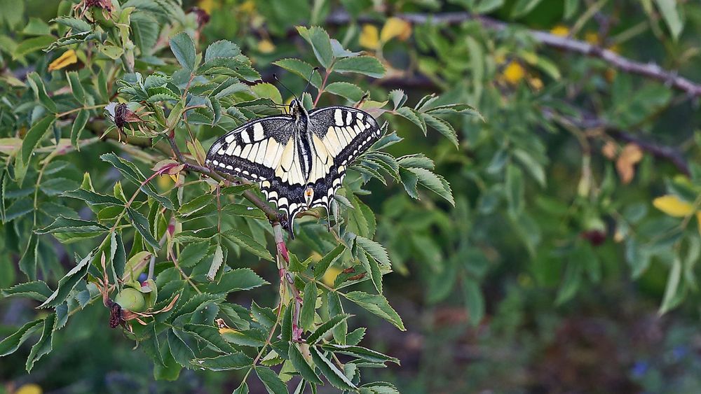 Schwalbenschwanz -Papilio machaon in einer Ruhepause...