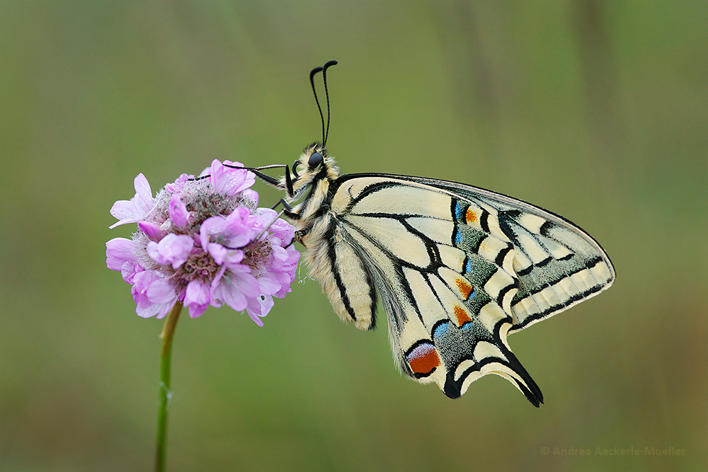 Schwalbenschwanz / Papilio machaon (kND)