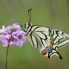 Schwalbenschwanz / Papilio machaon (kND)