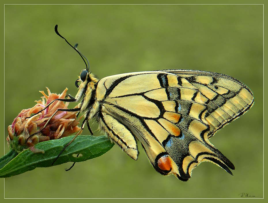 Schwalbenschwanz (Papilio machaon L.)