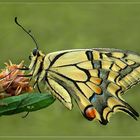 Schwalbenschwanz (Papilio machaon L.)