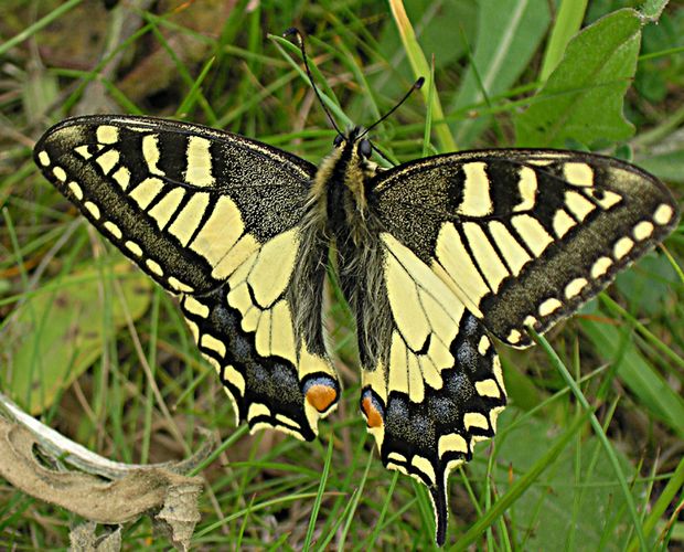 Schwalbenschwanz (Papilio machaon L.)