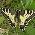 Schwalbenschwanz (Papilio machaon L.)