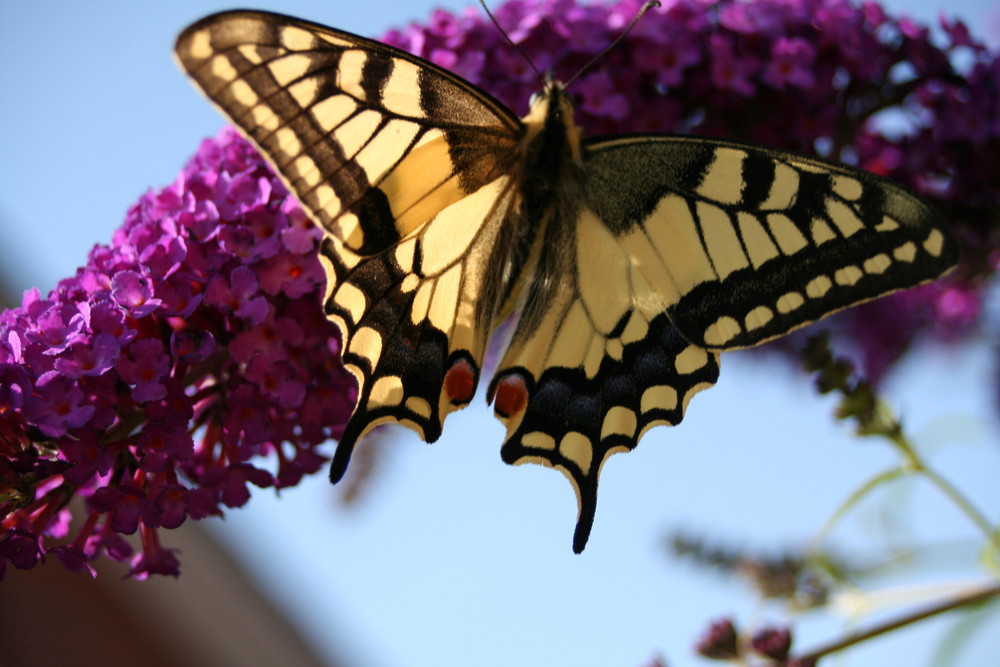 Schwalbenschwanz (Papilio machaon L)