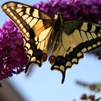 Schwalbenschwanz (Papilio machaon L)