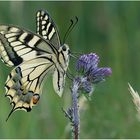 Schwalbenschwanz (Papilio machaon) Linnaeus