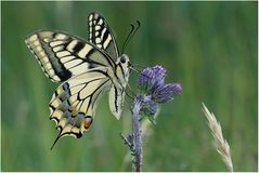 Schwalbenschwanz (Papilio machaon) Linnaeus