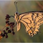 Schwalbenschwanz (Papilio machaon) Linnaeus I