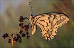 Schwalbenschwanz (Papilio machaon) Linnaeus I