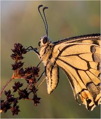 Schwalbenschwanz (Papilio machaon) Linnaeus II