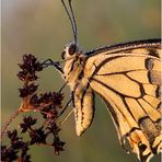 Schwalbenschwanz (Papilio machaon) Linnaeus II
