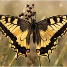 Schwalbenschwanz (Papilio machaon) Linnaeus III