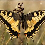 Schwalbenschwanz (Papilio machaon) Linnaeus III