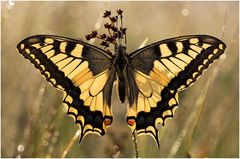 Schwalbenschwanz (Papilio machaon) Linnaeus III