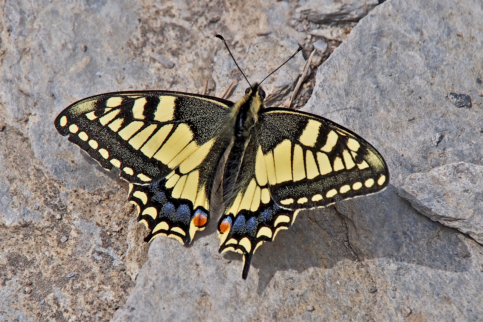 Schwalbenschwanz (Papilio machaon) - Machaon ou Grand porte-queue.