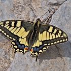 Schwalbenschwanz (Papilio machaon) - Machaon ou Grand porte-queue.