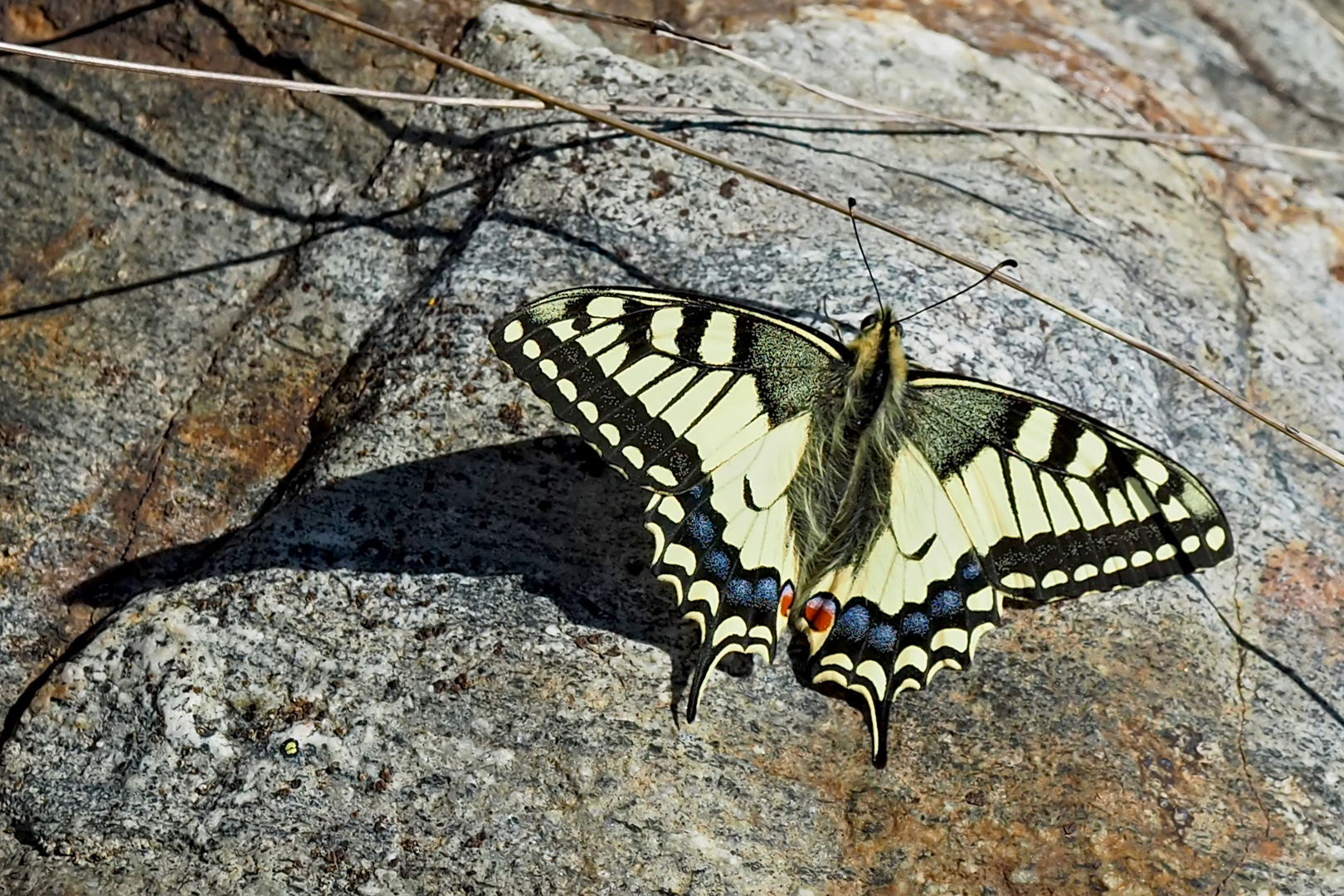 Schwalbenschwanz (Papilio machaon) - Machaon ou Grand porte-queue.