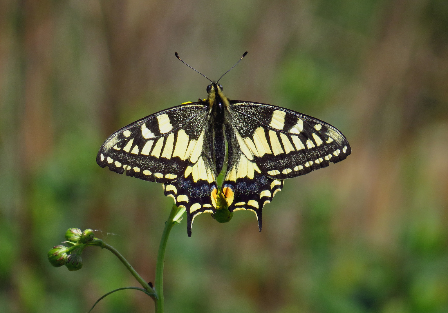 Schwalbenschwanz, Papilio machaon, Old world swallowtail