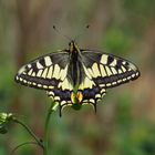 Schwalbenschwanz, Papilio machaon, Old world swallowtail