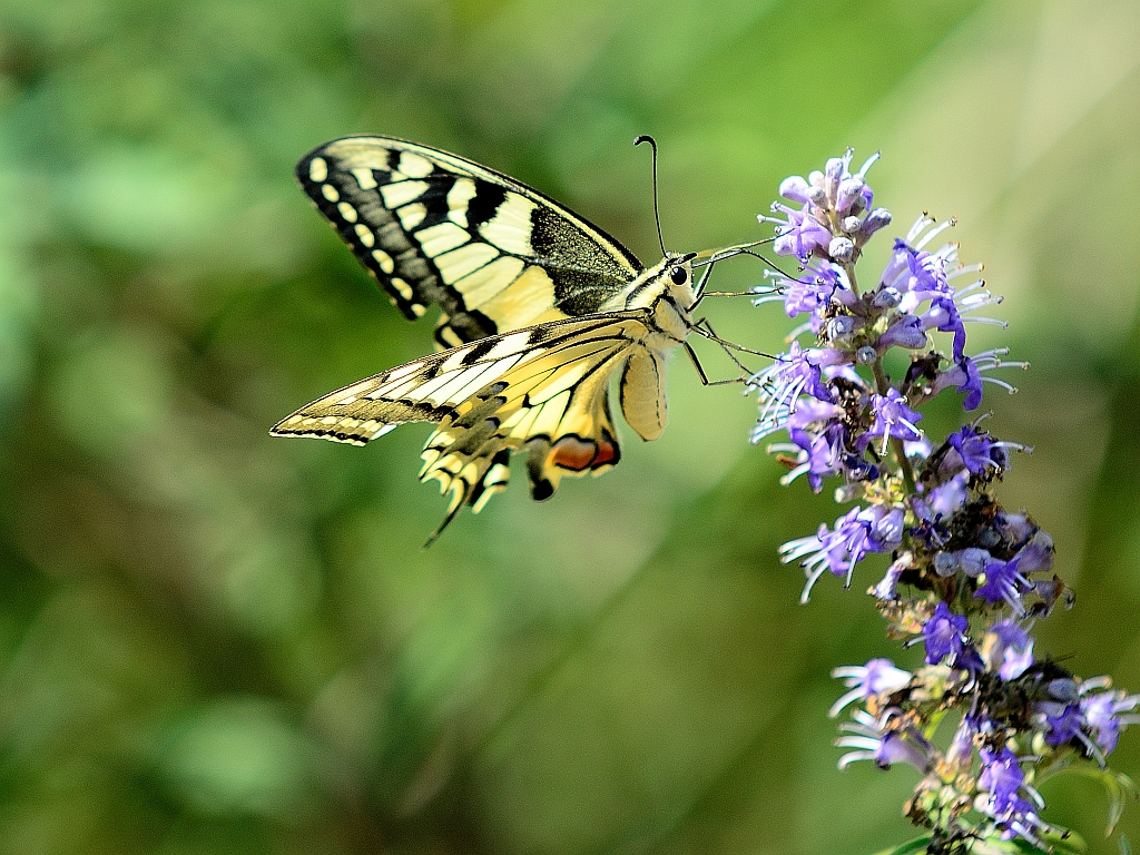 Schwalbenschwanz, (Papilio machaon), Old World swallowtail, Macaón