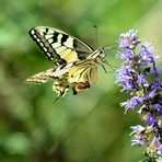 Schwalbenschwanz, (Papilio machaon), Old World swallowtail, Macaón