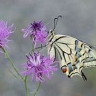 Schwalbenschwanz (Papilio machaon) - Weibchen